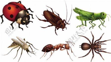 各种昆虫七星瓢虫蚂蚁蝗虫