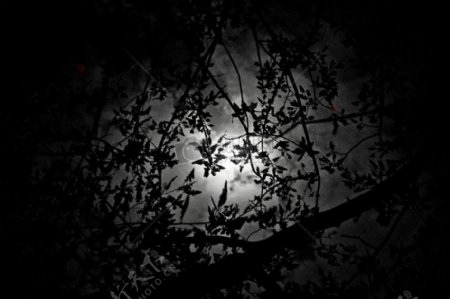 月光笼罩下的树枝