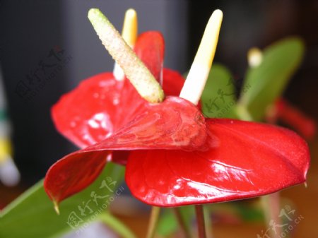 红掌鲜花摄影图片