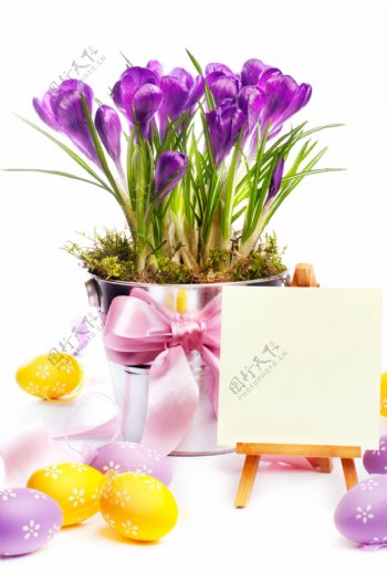 春天鲜花与复活节彩蛋图片