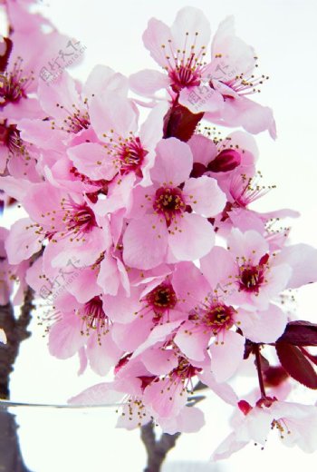 粉色美丽的樱花图片