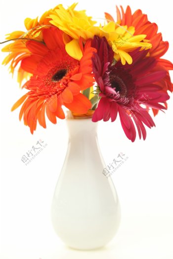 一束放在花瓶里的美丽菊花图片