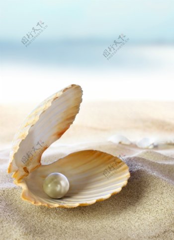 贝壳里的珍珠图片