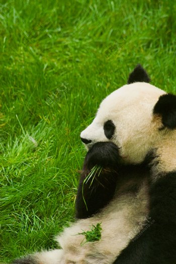 摘草吃的国宝熊猫图片