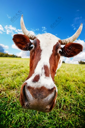 奶牛摄影图片