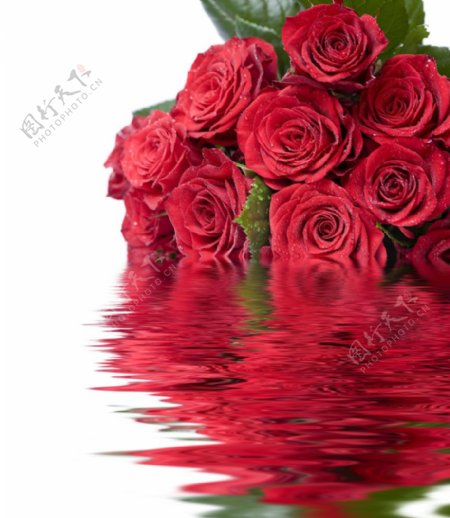 玫瑰花与水图片