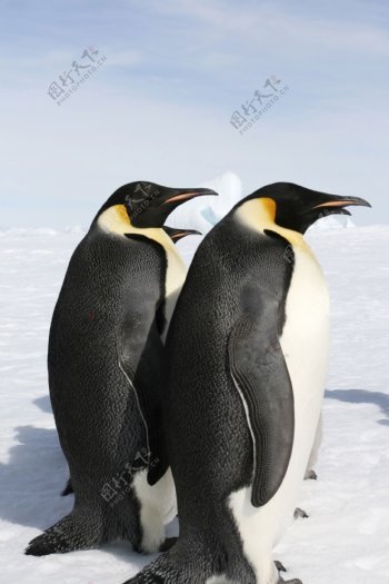 冰上的企鹅图片