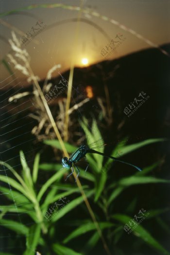 蜘蛛网上的蜻蜓图片