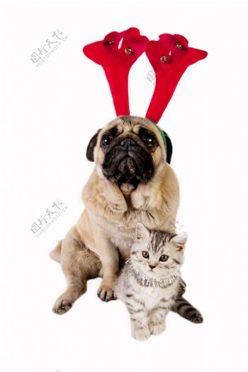 圣诞节小狗与小猫图片