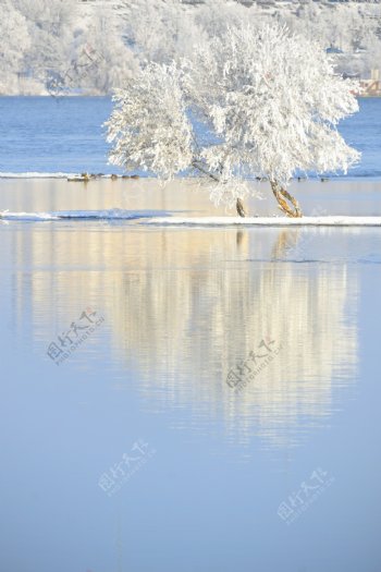 冬天湖泊树木图片