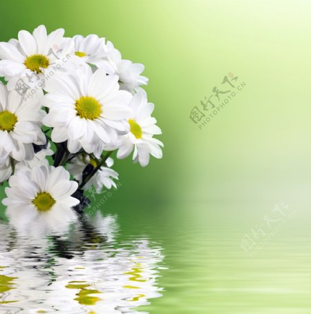 一束白色菊花高清图片下载