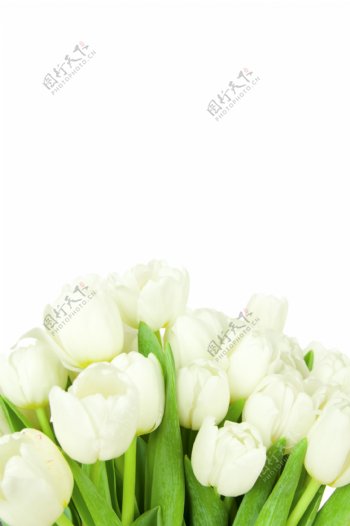 白色郁金香高清图片素材白色郁金香花语