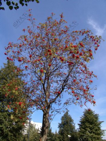 秋天红色果子树图片