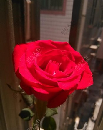 一支玫瑰花图片