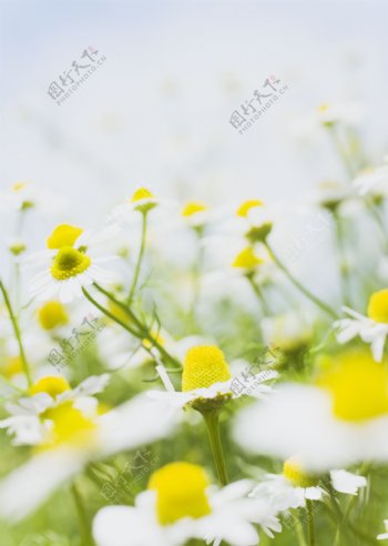 唯美白色小雏菊图片