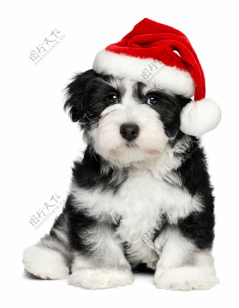 圣诞黑白萌狗狗图片素材