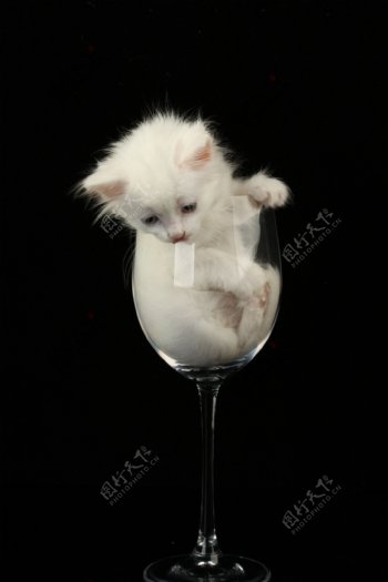 酒杯里小猫图片