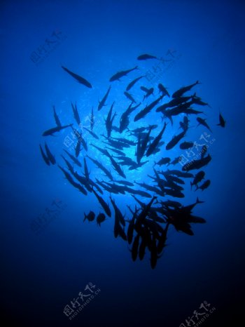 唯美蓝色海底鱼群图片
