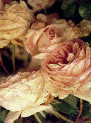 鲜艳的玫瑰花油画
