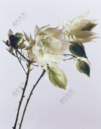 高清白色花朵