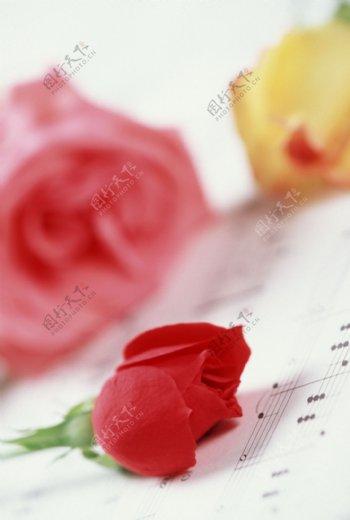玫瑰和乐谱