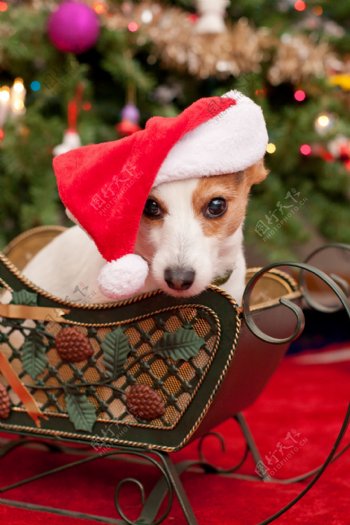 戴着圣诞帽的小狗