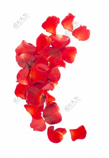 红色的花瓣