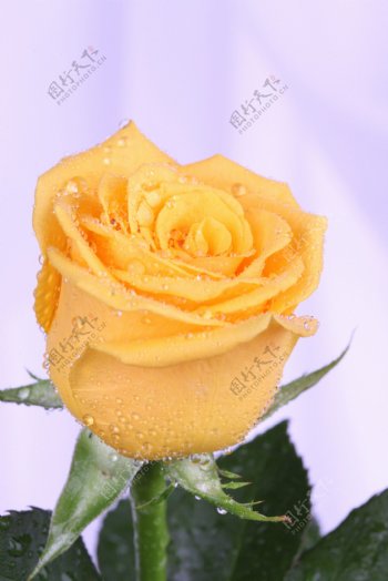 黄色有水的玫瑰花