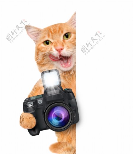 拿照相机的小猫