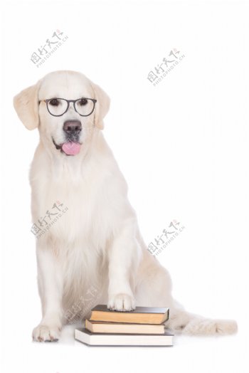 书本与戴眼镜的小狗