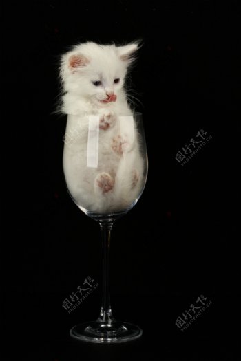 酒杯里伸舌头的小猫