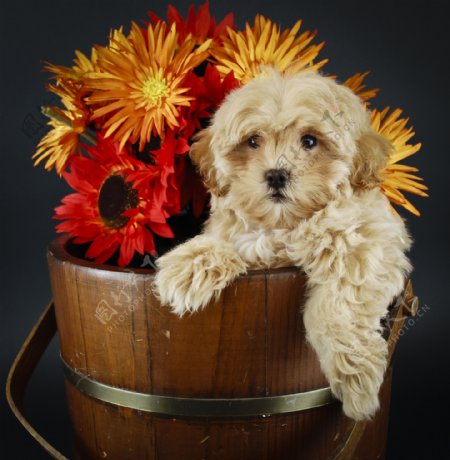 木桶里的小狗鲜花