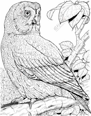 猫头鹰鸟类素描动物素描
