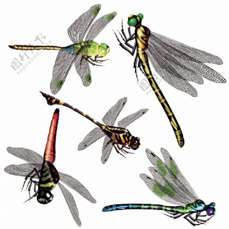 多样式蜻蜓图片