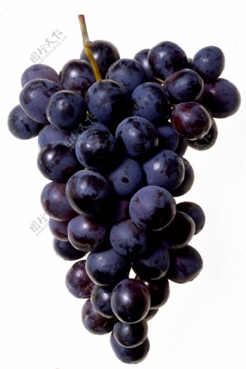 一串紫色的葡萄图片