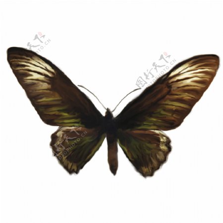 一只蝴蝶的数字绘画