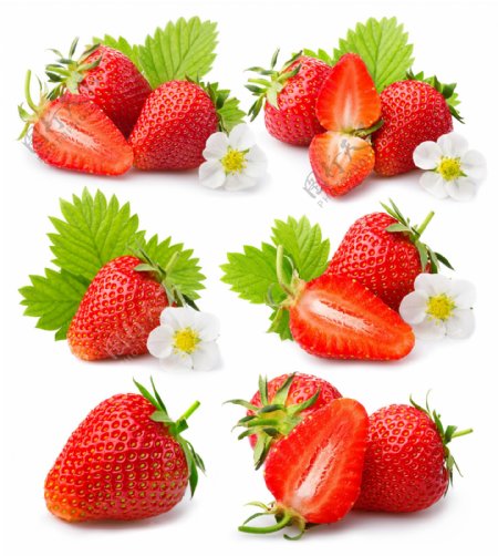 草莓花朵和草莓图片