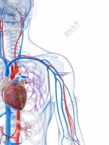 人体的心脏和血管图片