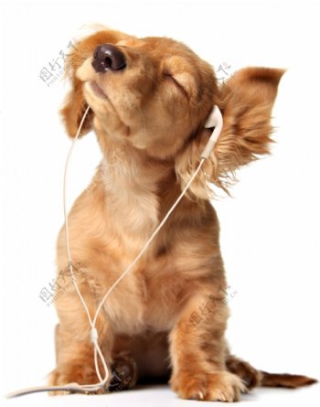 听音乐的小狗图片