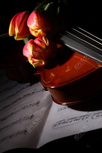 五线谱小提琴郁金香图片