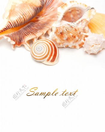 高清贝壳海螺图片