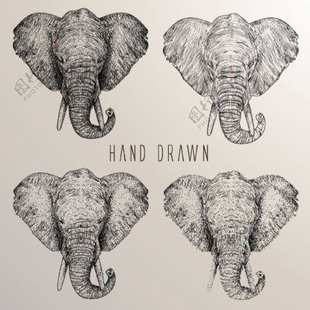 手绘素描风格大象的头插图