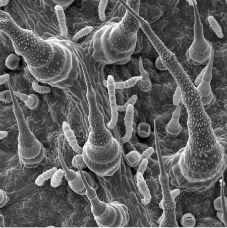 昆虫显微镜图片微生物细胞蛋白球生命力