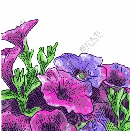 紫色牵牛花