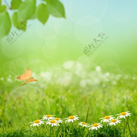 蝴蝶与野花草地背景图片