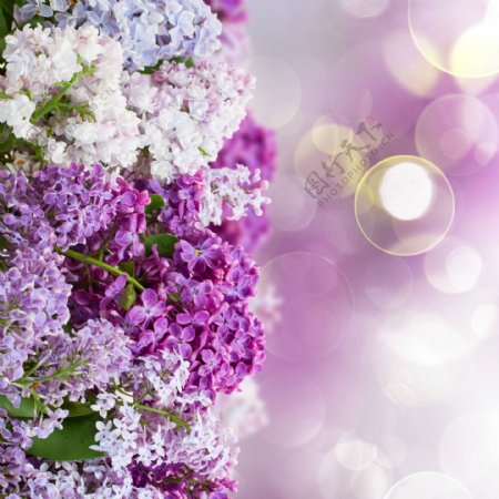梦幻紫色花卉图片
