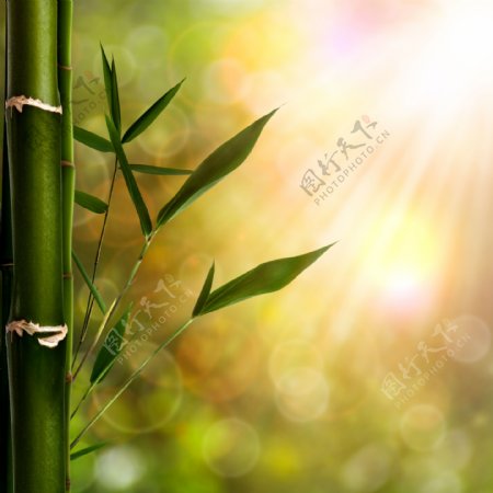 梦幻光斑竹子背景图片