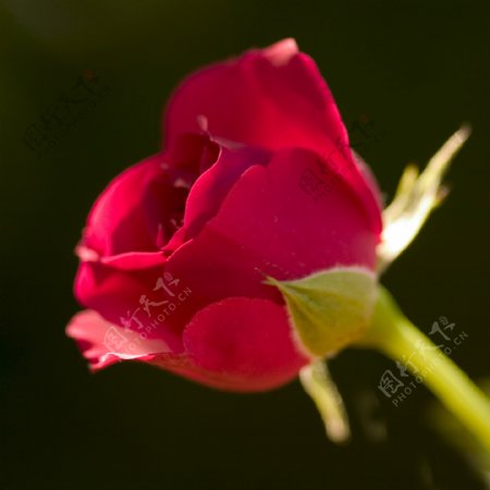 红色玫瑰花图片