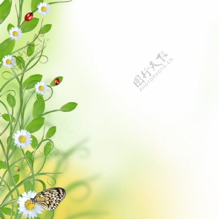 植物花藤与蝴蝶图片