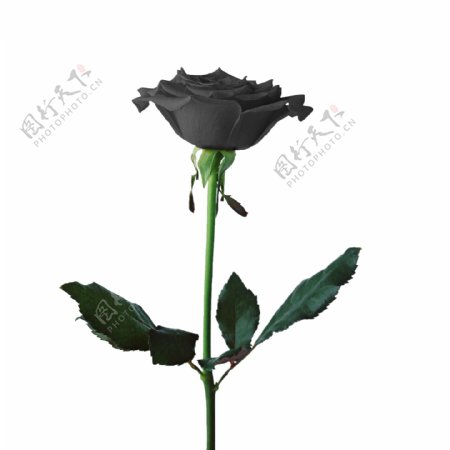 黑色玫瑰花高清图片素材